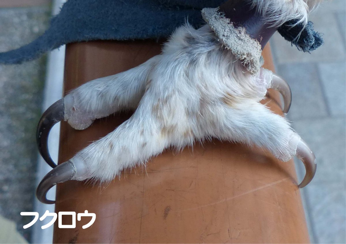 上野動物園 公式 指が 基本型 前3本 後ろ1本 ではない 例外の鳥は の すべて例外 フクロウの仲間 キツツキの仲間 は前後2本ずつ ダチョウやエミューの仲間 は後ろ向きの指はありません ダチョウは前向きの指が2本だけ 上野動物園 公式 指が 基本型 前3本 後ろ1本 ではない 例外の鳥は の すべて例外 フクロウの仲間 キツツキの仲間 は前後2本ずつ ダチョウやエミューの仲間 は後ろ向きの指はありません ダチョウは前向きの指が2本だけ