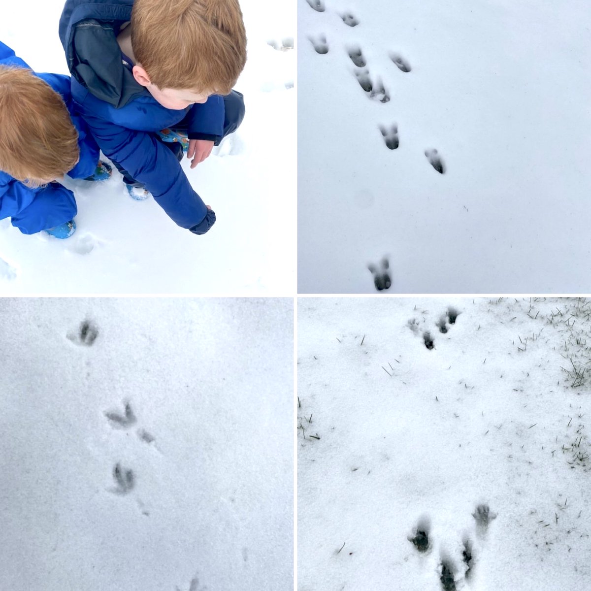 Rishworth1724's tweet photo. This weeks spotted theme is wildlife and this clever pair have been identifying animal prints in the snow! What a brilliant activity.
But can you tell what animal tracks are in what pictures? Answers revealed later today...... #animaltracks #spotted #tracksinthesnow https://t.co/jXPEY9jhCx