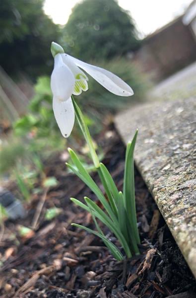 Here are a few photos from our Year 4 well-being walk yesterday.Students were asked to walk, relax, and take 2 photos. One of a living thing and another of a building or object. @KGS_Wellbeing  @KGSheadmaster