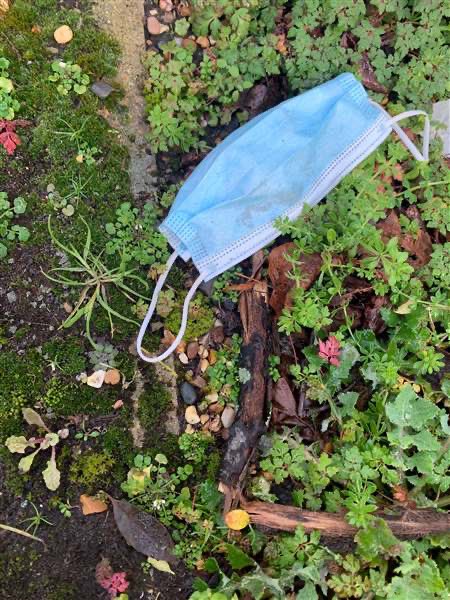 Here are a few photos from our Year 4 well-being walk yesterday.Students were asked to walk, relax, and take 2 photos. One of a living thing and another of a building or object. @KGS_Wellbeing  @KGSheadmaster