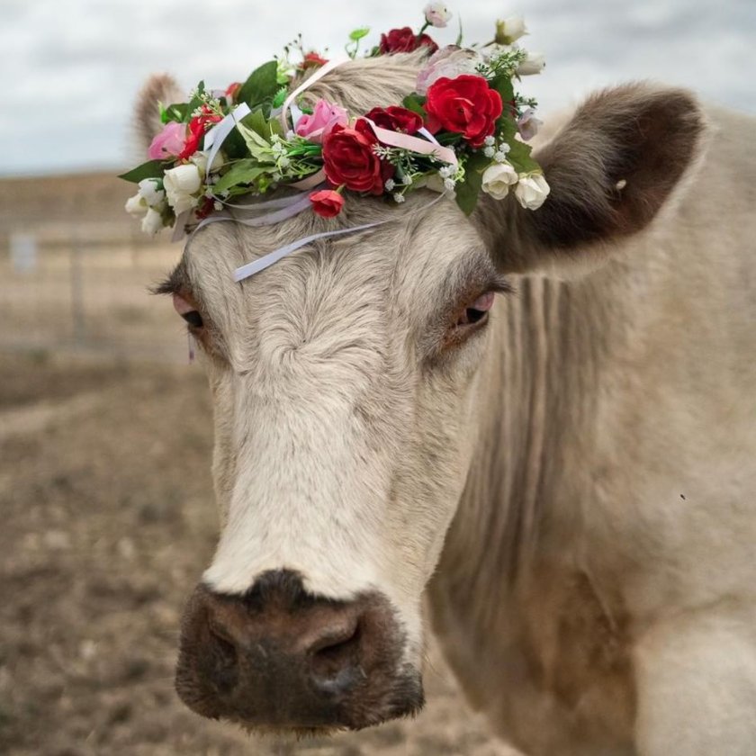 CowoftheDay1's tweet photo. #LoveaCow 
🐮 Meet the beautiful Helen, who is blind and rescued by Freedom Hill Sanctuary and now lives a peaceful life.🏷 Instagram/freedomhillsanctuary https://t.co/nD8S2lCltA