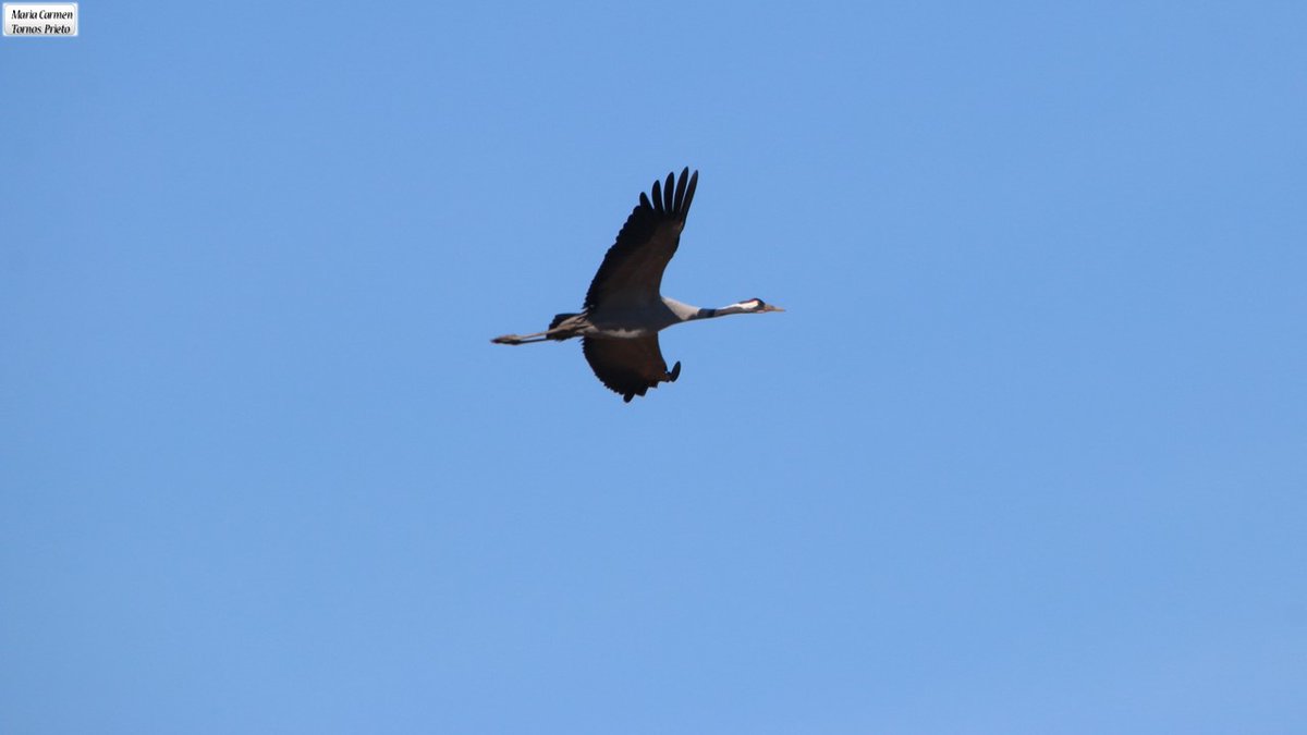 Resumen censos de grullas realizados por el Gobierno de Aragón.  Buen y feliz día de Santa Águeda para todos.
Viernes 5 de febrero.