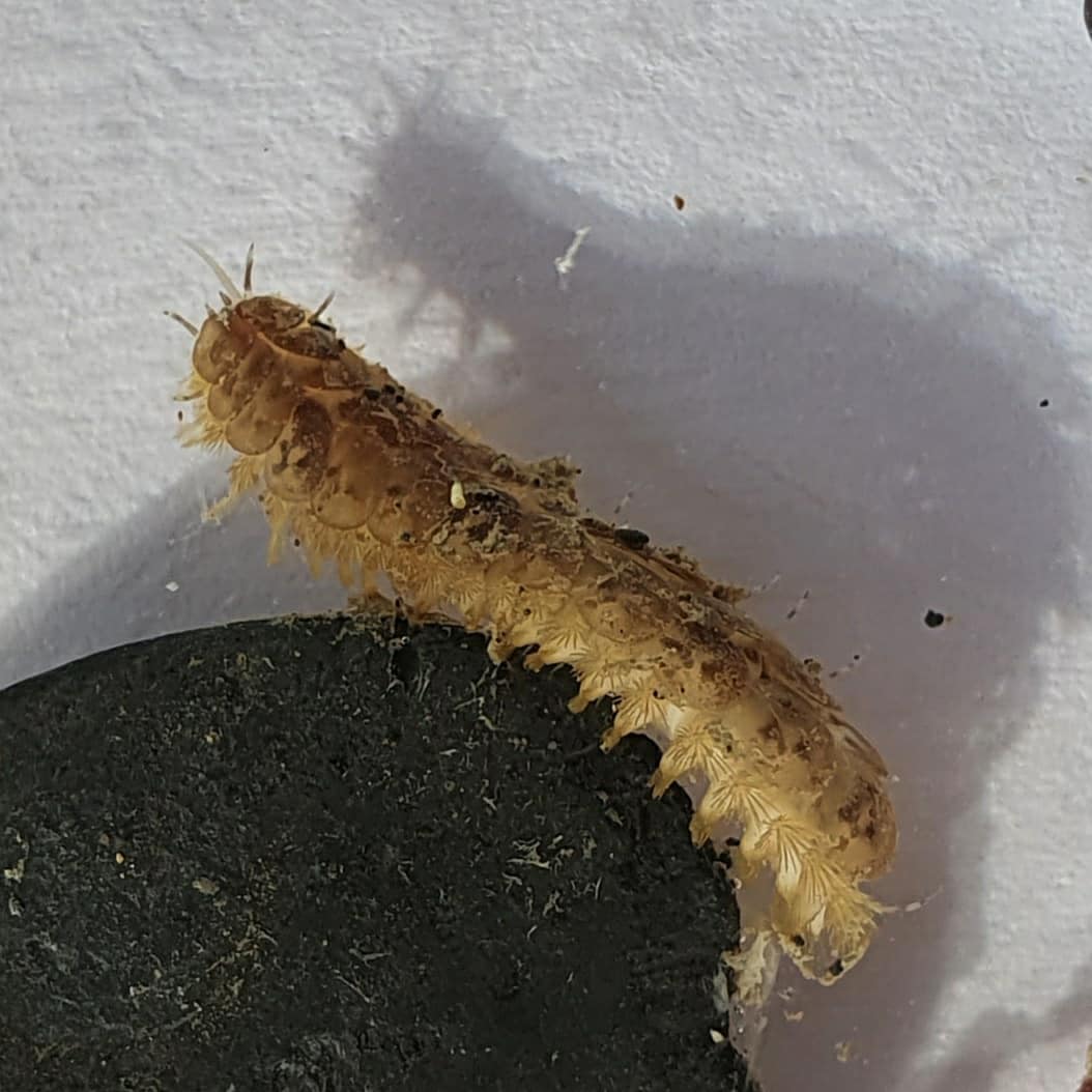 cormac_mcginley's tweet photo. A "Scale Worm" in water and out of water. Still haven't managed to see these guys glow in the dark!
#wildatlanticway #walkingtours #failteireland #discoverireland #fillyourheartwithireland #KeepDiscovering #shorefinds #lowtidetreasures #marinelife #biodiversity #scaleworm https://t.co/5vSemk3sJr