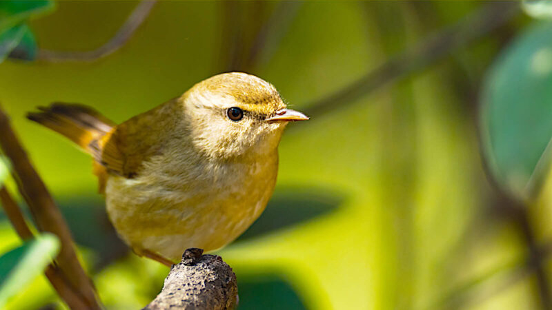 暦生活 こよみせいかつ 鶯色 うぐいすいろ にっぽんのいろ 美しい声で春の訪れを教えてくれるうぐいす 春告鳥 はるつげどり とも呼ばれる うぐいすの羽に似た美しい黄緑色です にっぽんのいろをまとめました T Co Nkjjqnehm6