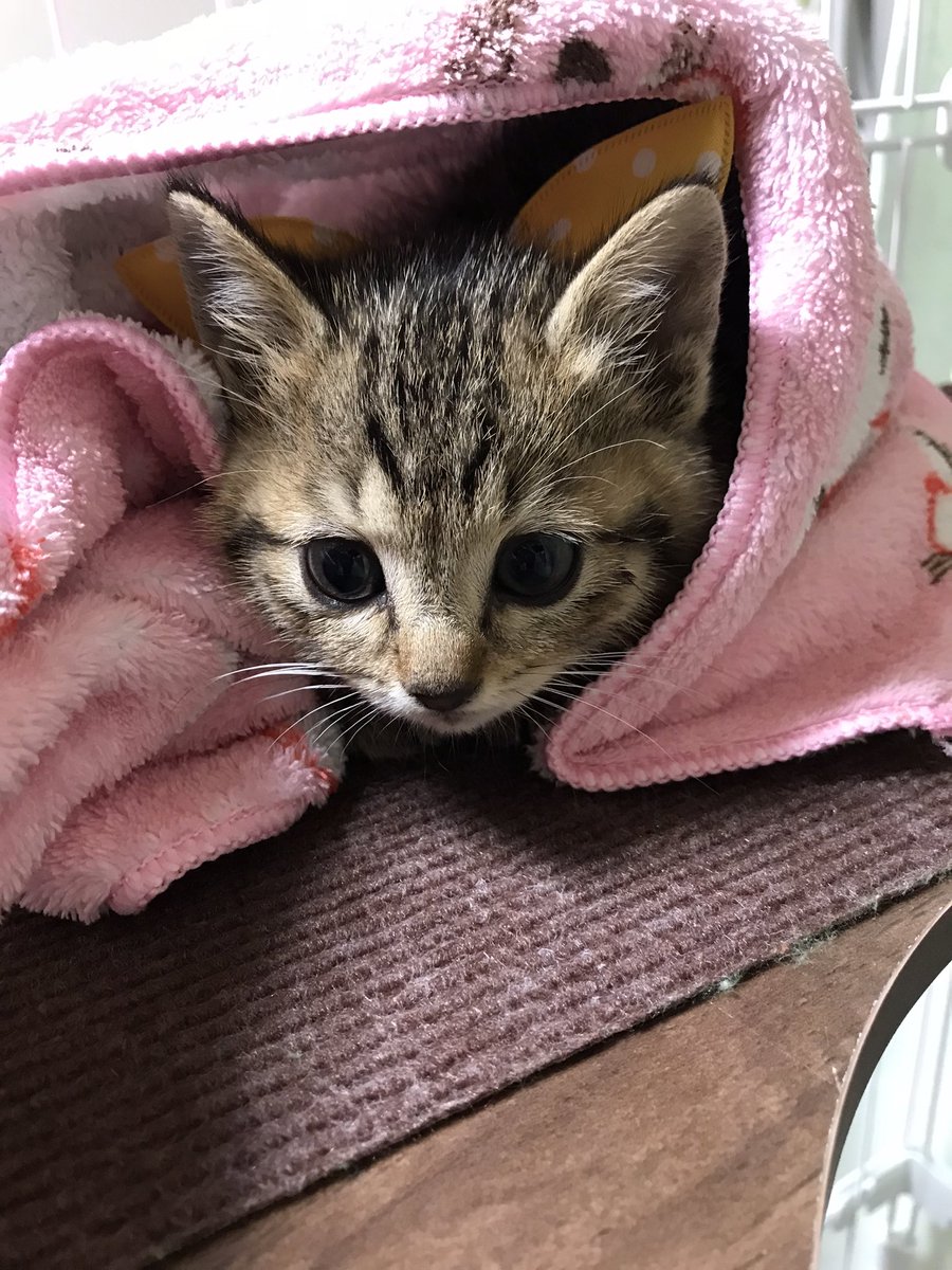 Uzivatel Renka Na Twitteru うちのマニも小さくて細くて発育不良なんじゃないかと 生後3ヶ月で 獣医さんに相談したらあっさり標準ですから大丈夫って言われたなぁ Renkaさんちはデカいコ多いから 当時森羅7キロ フク約8キロ そういえば最近測ってないけど Uzivatel Renka Na Twitteru うちのマニも小さくて細くて発育不良なんじゃないかと 生後3ヶ月で 獣医さんに相談したらあっさり標準ですから大丈夫って言われたなぁ Renkaさんちはデカいコ多いから 当時森羅7キロ フク約8キロ そういえば最近測ってないけど