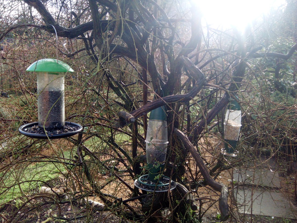 Bird feeding stations, different foods at different heights & positions. This garden has a variety of tits, a visiting heron, nuthatch, robin, dunnock, Bull/Green/GoldFinch, blackbirds, Redwing passing through, & last year a green woodpecker feeding in red ants. Also nest boxes