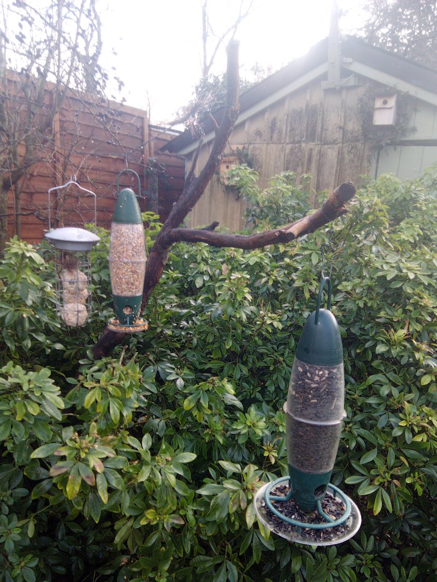 Bird feeding stations, different foods at different heights & positions. This garden has a variety of tits, a visiting heron, nuthatch, robin, dunnock, Bull/Green/GoldFinch, blackbirds, Redwing passing through, & last year a green woodpecker feeding in red ants. Also nest boxes