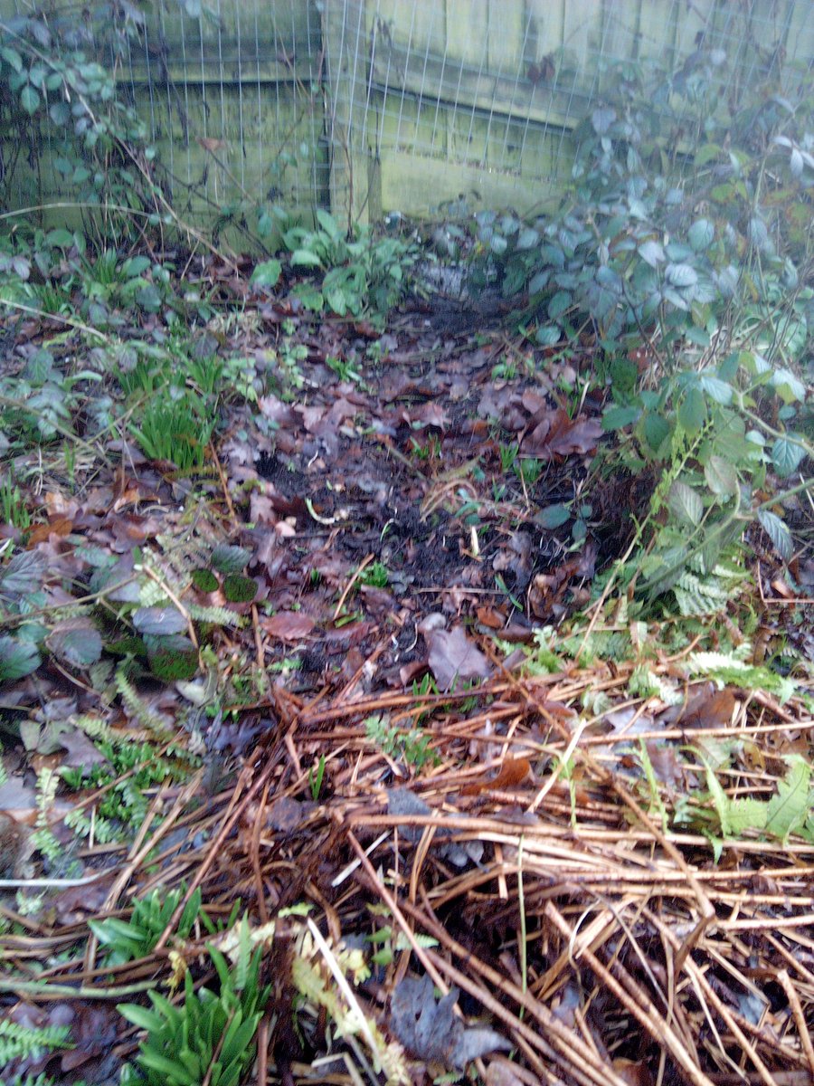 Access to and from the garden. We have A Badger set, Foxes, Rats, Mice, a SparroHawk, oddly no hedgehogs??? But there is access & evidence of animal activity from digging to tracks to dens & they all have access to & from the garden through fence holes.