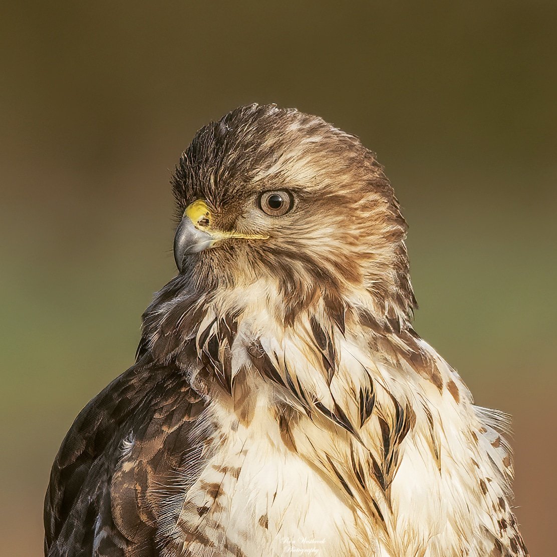 RonWestbroek's tweet photo. Buzzard 

#buizerd
#buzzard
#mooi_holland
#heelholland_fotografeert
#catch_holland
#holland🇳🇱
#ig_holland
#dutch_connextion
#roots_nl
#natgeonl
#birds_of_prey
#birds_of_instagram
#global4nature 
#natgeowild 
#zoomnl 
#animalplanet 
#planetbirds 
#wildplanet https://t.co/hFfKLXpY30