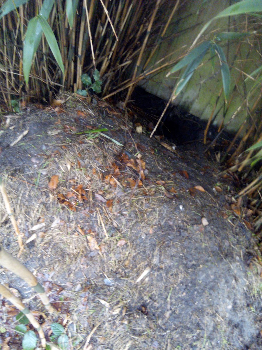 Access to and from the garden. We have A Badger set, Foxes, Rats, Mice, a SparroHawk, oddly no hedgehogs??? But there is access & evidence of animal activity from digging to tracks to dens & they all have access to & from the garden through fence holes.