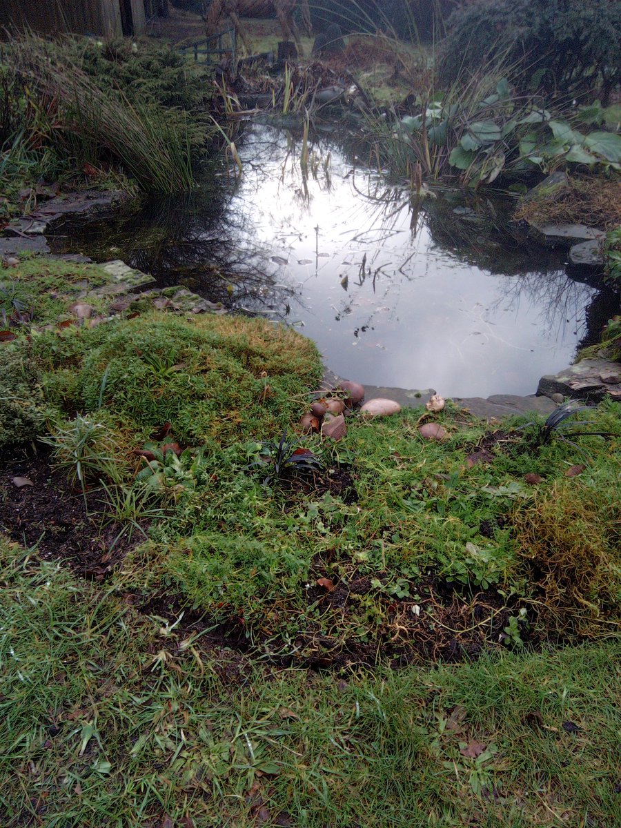 Ponds and water available for wildlife to drink from, we have frogs newts, dragon flies galore a little water makes a difference, even if it's just a birdbath or pebble pond. Water butts capture rain water for reuse on the garden. A yellow flash of grey wagtail passes through.