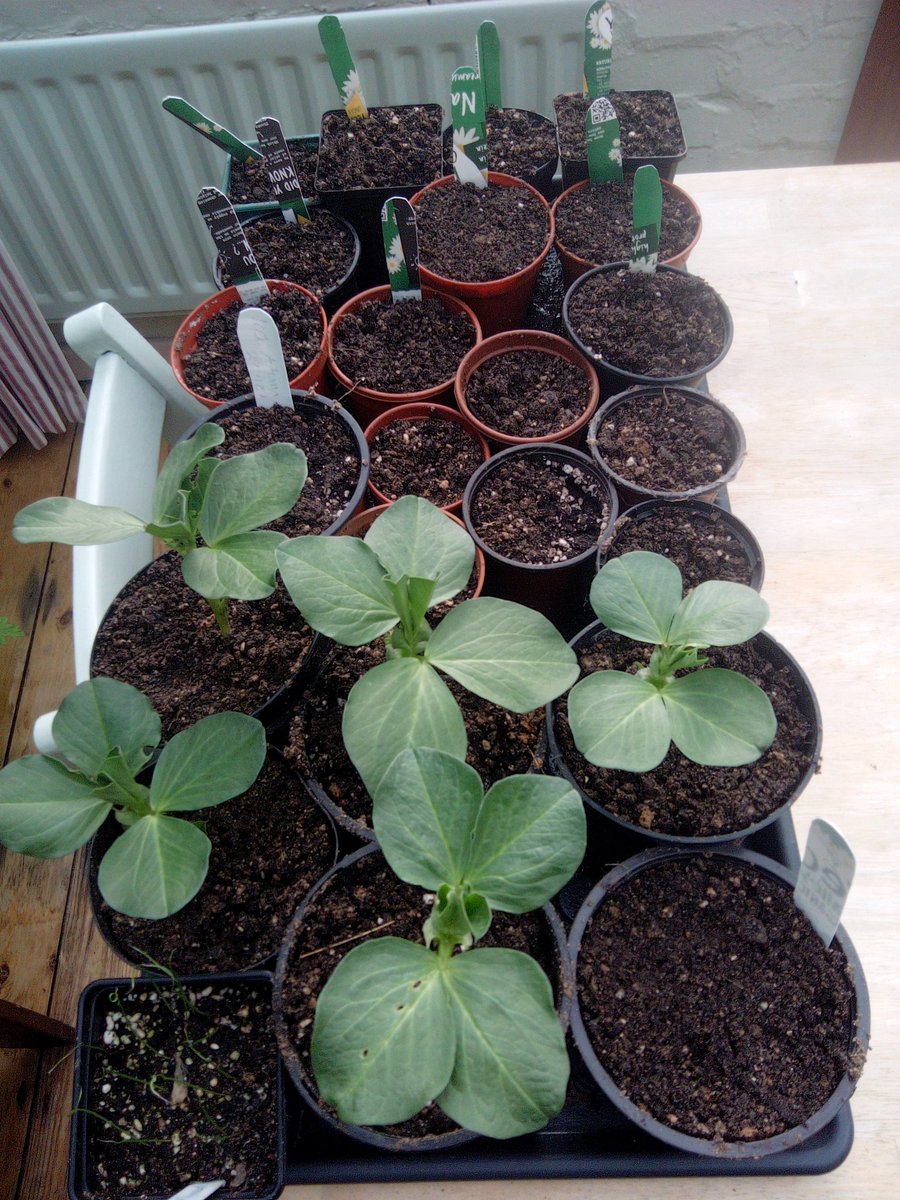 Carry on growing, if you have space inside, a garage or shed, grow your own can be started, plants can be saves, these are last year's geraniums, and just well enjoyed. Even indoors with no garden a plant is good for you.