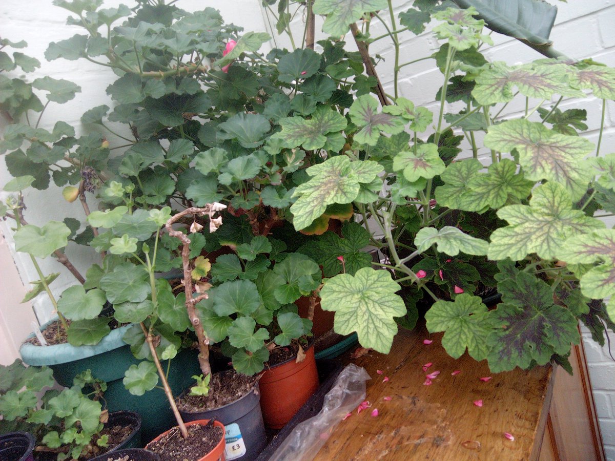 Carry on growing, if you have space inside, a garage or shed, grow your own can be started, plants can be saves, these are last year's geraniums, and just well enjoyed. Even indoors with no garden a plant is good for you.