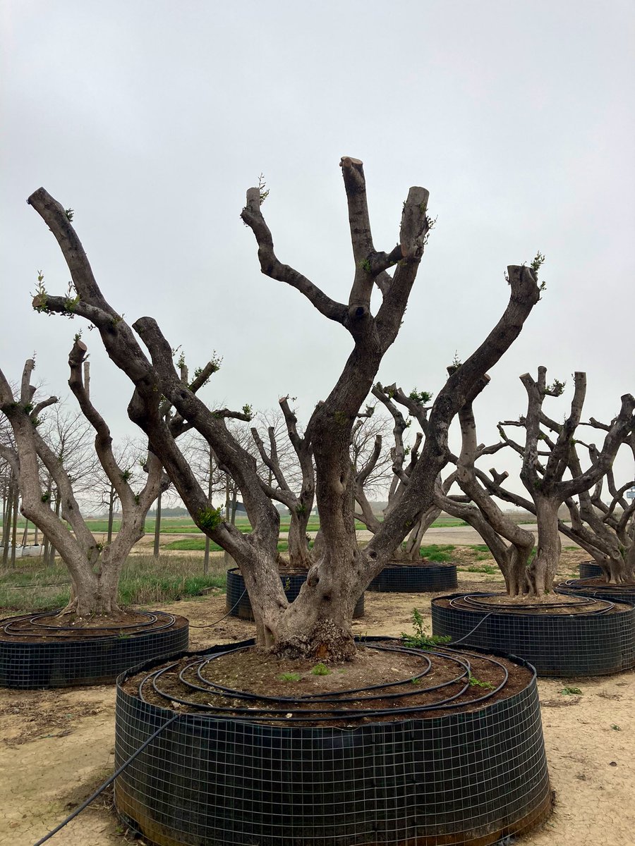 TRodrigoAlfonso's tweet image. Los 11 olivos transplantados de la Plaza Salamero muestran sus brotes. Aún queda un tiempo hasta que se puedan volver a plantar, pero volverán a la ciudad a pesar de los #agoreros  #plantae #zgz