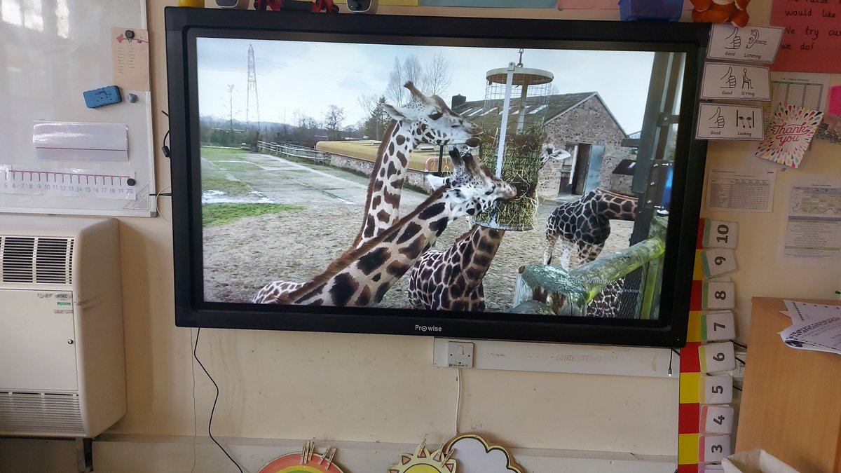 Oh, the giraffes have appeared! We are loving our day at <a href="/chesterzoo/">Chester Zoo</a> ! @HIAMrsSmith @HIAMrRichards