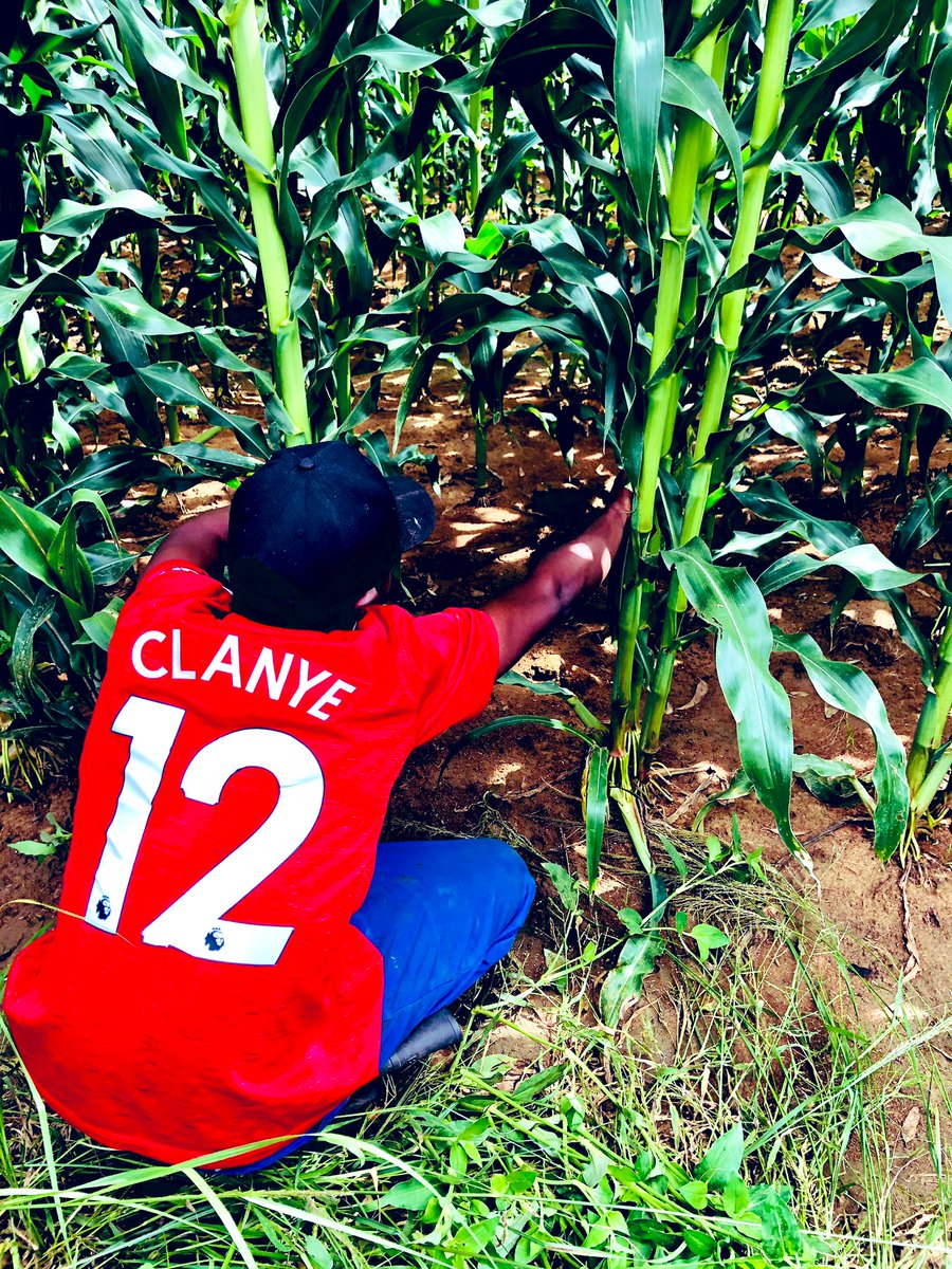 Clarence Tinashe Mashavave𓃵 (@cmashx) on Twitter photo 3 Hectares
@SeedCoGroup Shumba variety
2.5metres ✅
Twin cobs ✅
Weed Free Field ✅ (95%)
Battled with worms and weeds,but here we are
#ZimAgricRising #GGMU
<a href="/zimagricsociety/">Zimbabwe Agricultural Society</a> <a href="/corporatefarmg1/">Tanaka Farm and Ranch #Seedlings🇿🇼🇿🇲</a> <a href="/ndakaripa/">Ndakaripa Hungwe🌻</a> <a href="/terrymap1/">The Prince Machiavelli</a> <a href="/ZFCLimited/">ZFC Limited</a> <a href="/basera_john/">John Basera</a> <a href="/bheronicholas/">Nicholas Bhero</a> <a href="/munya_chichevo/">Munya Mudhumeni🇿🇼🇿🇦🇹🇿</a> 3 Hectares
@SeedCoGroup Shumba variety
2.5metres ✅
Twin cobs ✅
Weed Free Field ✅ (95%)
Battled with worms and weeds,but here we are
#ZimAgricRising #GGMU
<a href="/zimagricsociety/">Zimbabwe Agricultural Society</a> <a href="/corporatefarmg1/">Tanaka Farm and Ranch #Seedlings🇿🇼🇿🇲</a> <a href="/ndakaripa/">Ndakaripa Hungwe🌻</a> <a href="/terrymap1/">The Prince Machiavelli</a> <a href="/ZFCLimited/">ZFC Limited</a> <a href="/basera_john/">John Basera</a> <a href="/bheronicholas/">Nicholas Bhero</a> <a href="/munya_chichevo/">Munya Mudhumeni🇿🇼🇿🇦🇹🇿</a>