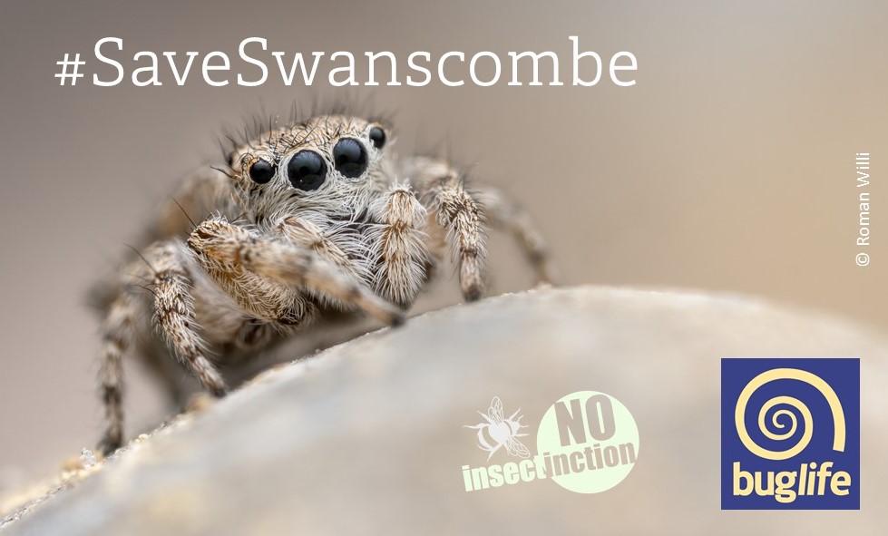 Did you know? The Distinguished jumping spider is one the UK's most threatened species - it can only be found on two sites! But, one of those sites is Swanscombe Marshes, and it is under threat from development. Please sign our petition to #SaveSwanscombe: you.38degrees.org.uk/petitions/no-f…