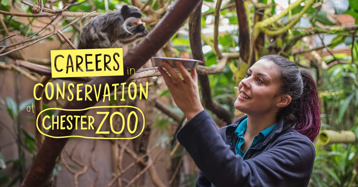 LearnatCZ's tweet photo. CAREERS IN CONSERVATION

11-13 March, join us for our FIRST ever Careers Festival! 

With an incredible schedule of workshops with zoo experts, some FREE webinars and exclusive resources, we're so excited to share this with you all. 

Sign up now!

https://t.co/SdL9tL2Ho3 https://t.co/bDqZtEn9CL