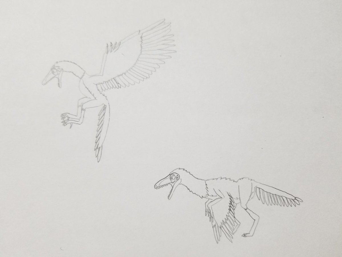 Little A キャスで描いた恐竜 1枚目 テリジノサウルス 2枚目 オヴィラプトル 3枚目 アーケオプテリクス 始祖鳥 4枚目 ディロフォサウルス イラスト イラスト好きと繋がりたい イラスト好きさんと繋がりたい テリジノサウルス オヴィラプトル