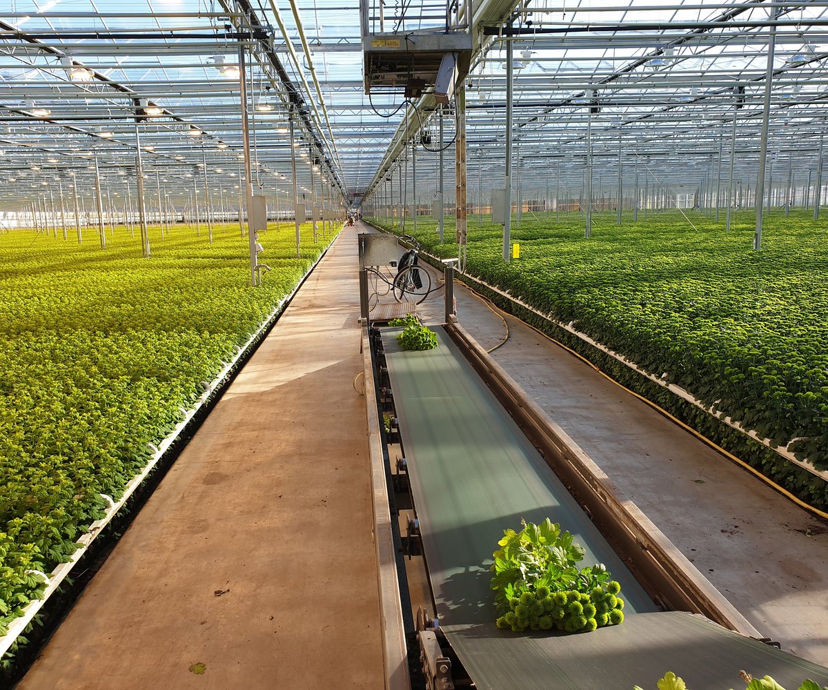 Santini Country op weg naar de verwerkingshal om vanuit daar te versturen naar de klant 🚛. Deze week hebben wij een aantal orders mogen leveren voor in mooie Valentijnsboeketten! 💐
.
.
.
#valentine 
#royalfloraholland 
#chrysant
#flowers