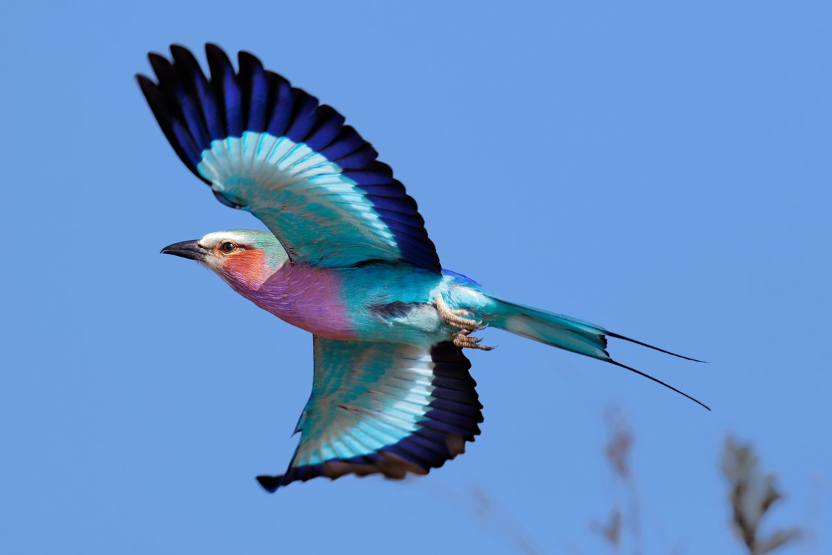 OkavangoDE's tweet photo. Happy flyday! Here's a beautiful lilac breasted roller in Botswana to kick start your weekend. #birds #TwitterNatureCommunity https://t.co/sJhlORapJQ