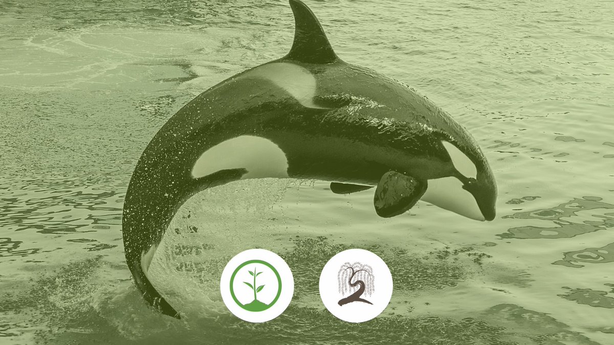 LlcShelby's tweet image. Shelby Global is a proud partner with the One Tree Planted organization!  This month, we helped to support The Orca Project.   Learn more about how trees, salmon, and orca are all connected by visiting the One Tree Planted website.
#onetreeplanted #sustainability #orcaproject