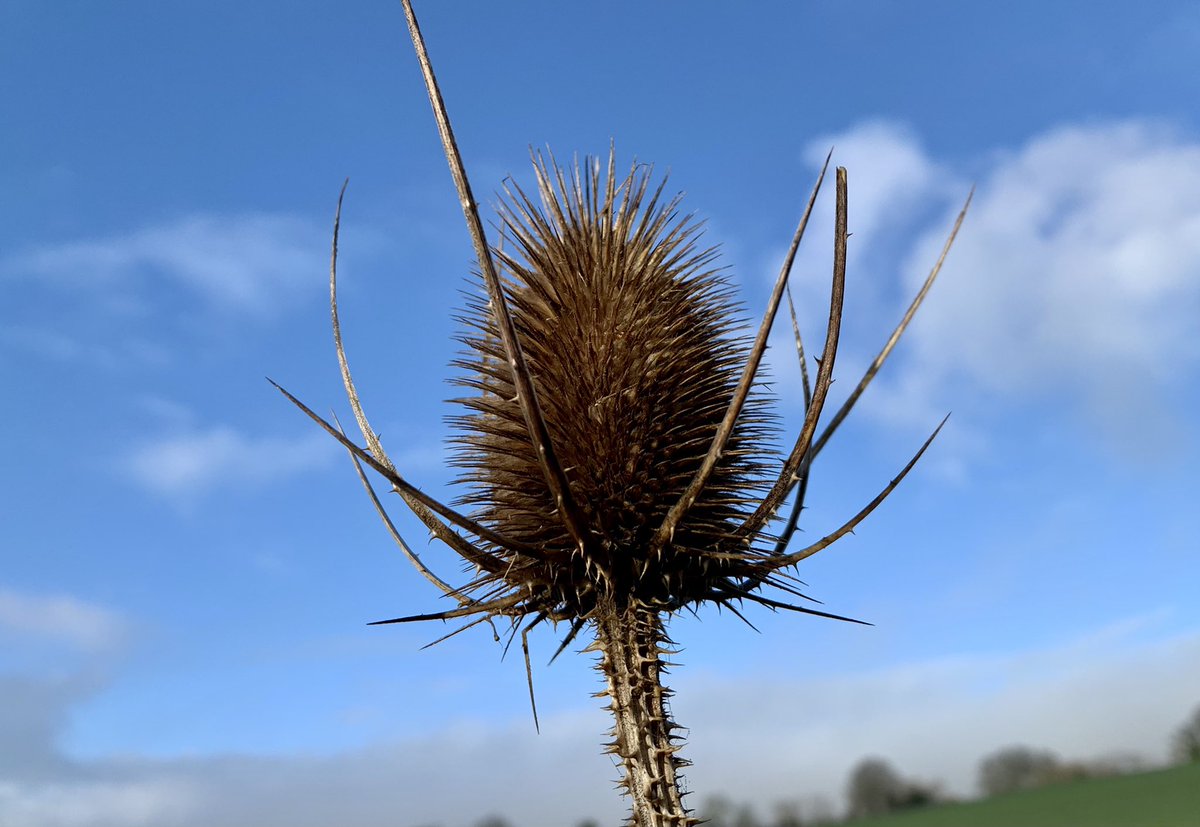 There’s a large corner of the field where teasels grow in abundance. I hope the new farmer doesn’t plough this up as he has done with the other wildlife friendly ‘headlands’.