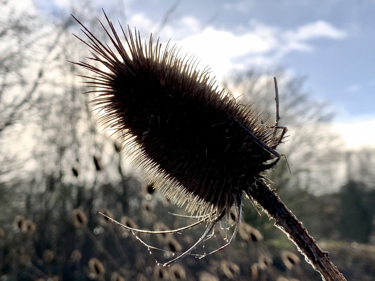 There’s a large corner of the field where teasels grow in abundance. I hope the new farmer doesn’t plough this up as he has done with the other wildlife friendly ‘headlands’.