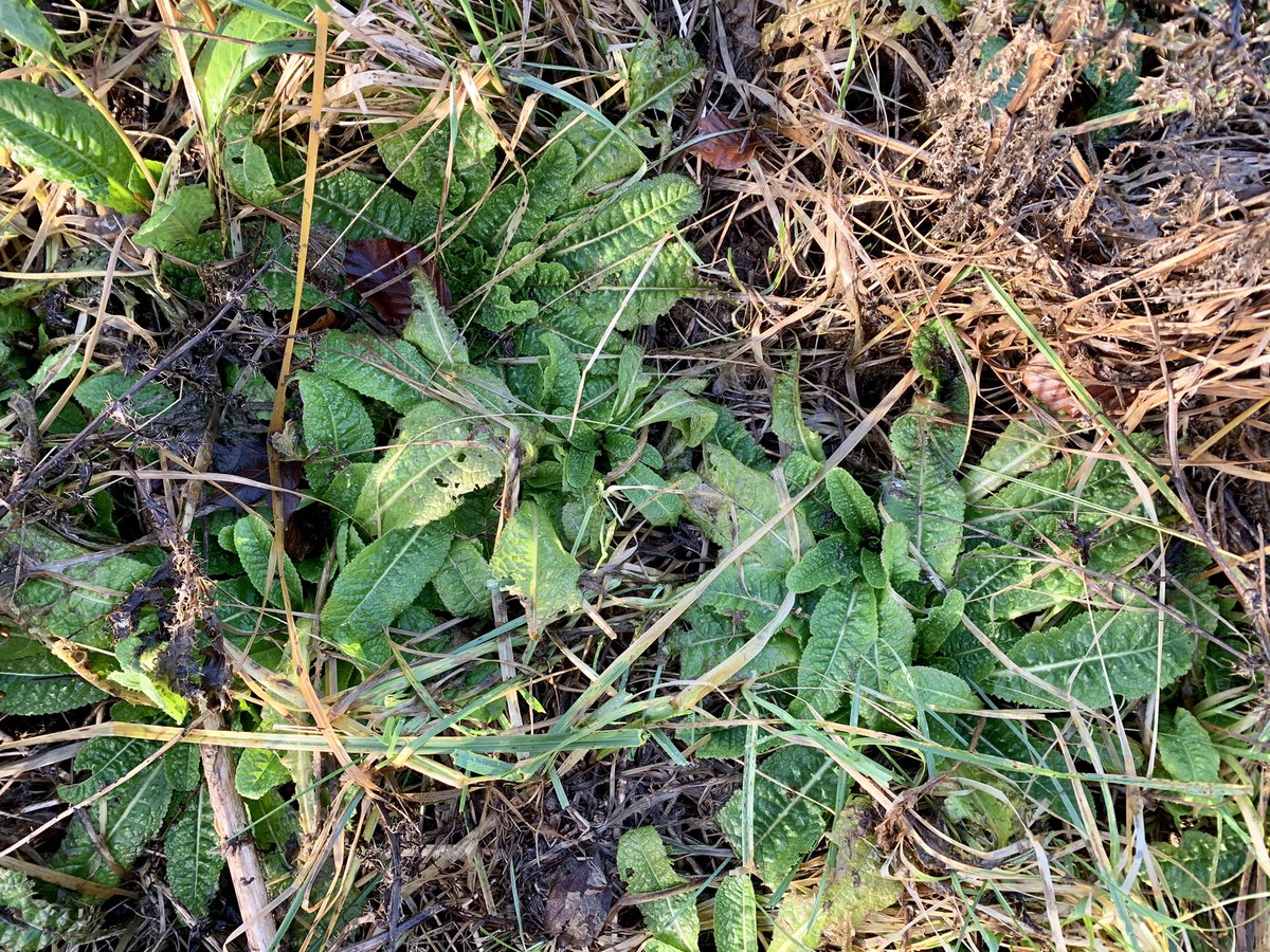 There’s a large corner of the field where teasels grow in abundance. I hope the new farmer doesn’t plough this up as he has done with the other wildlife friendly ‘headlands’.