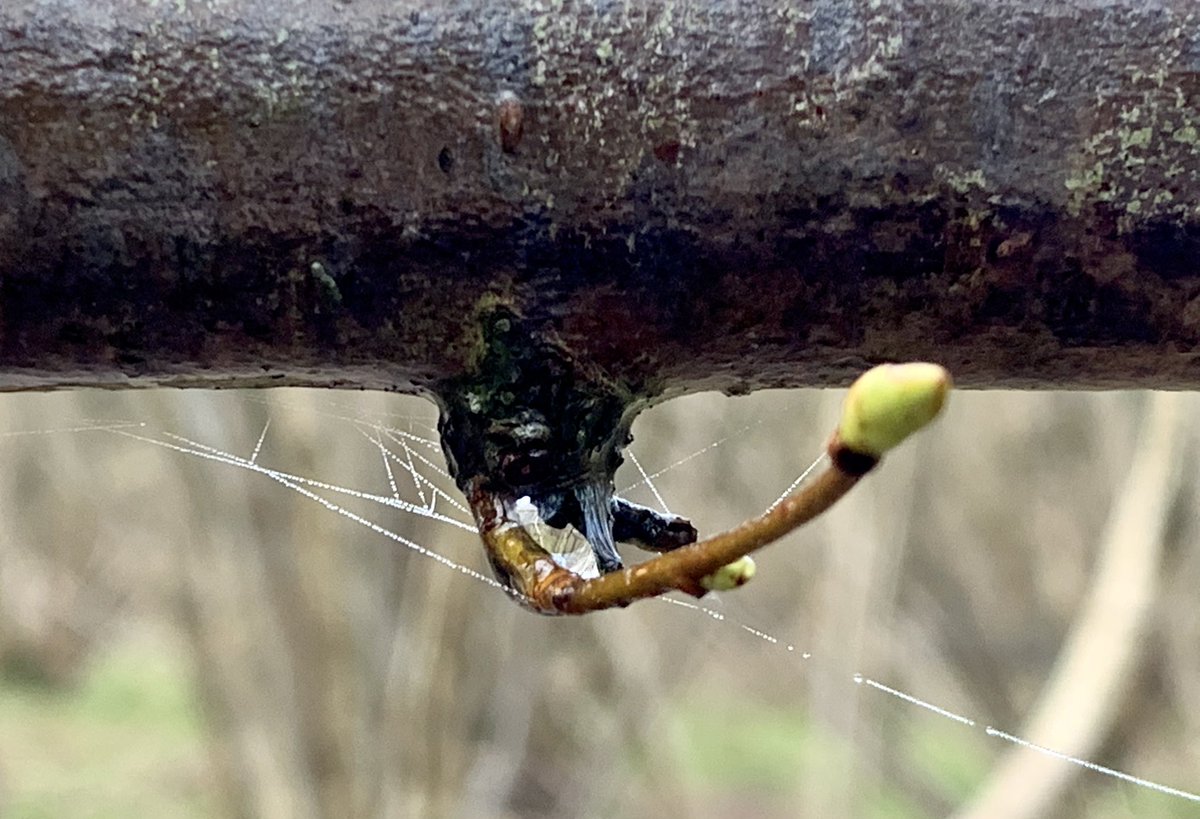 Raindrops hung from every twig & berry - little upside down worlds.