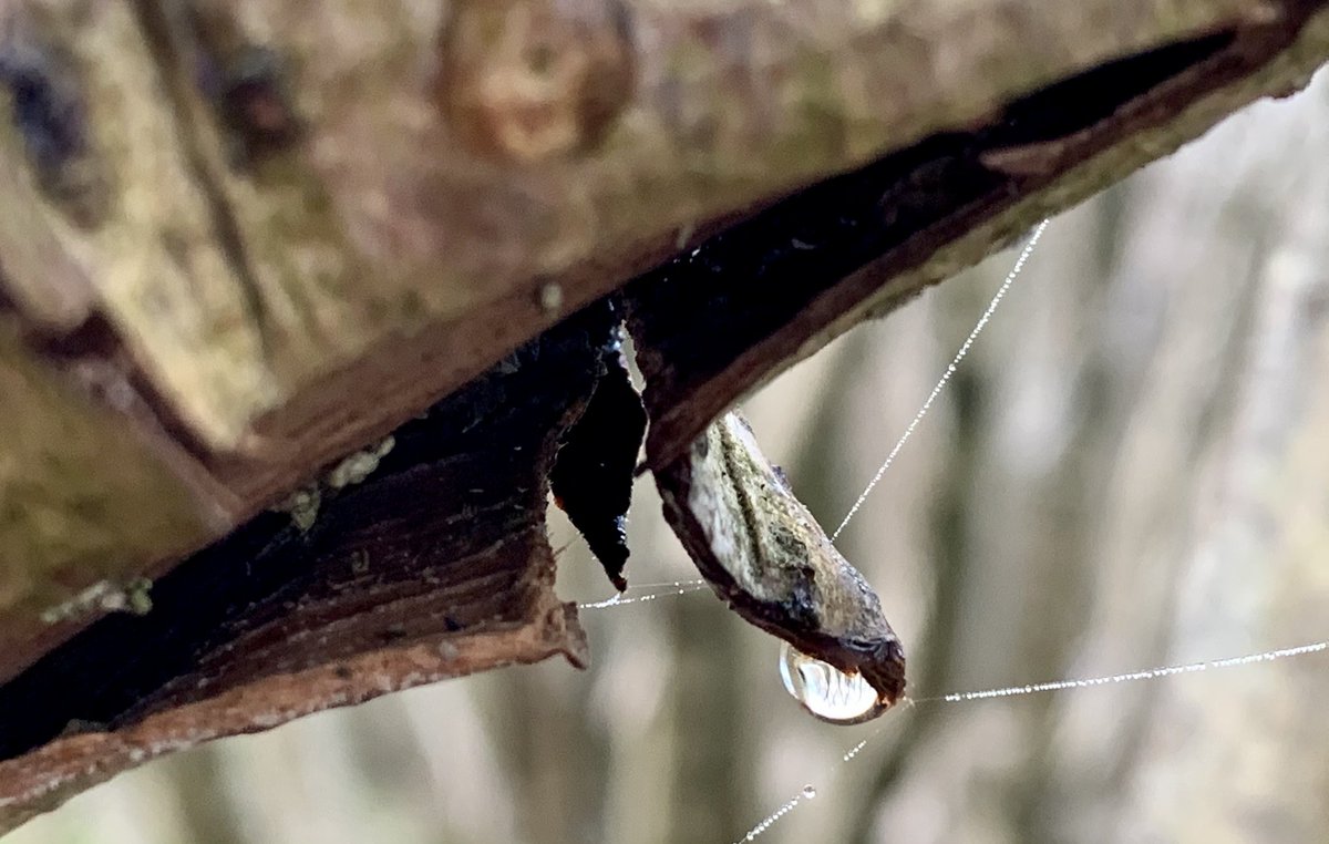 Raindrops hung from every twig & berry - little upside down worlds.