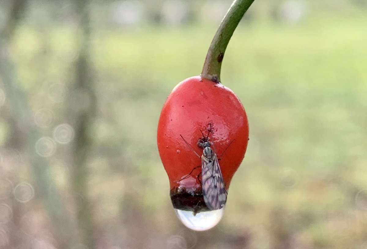 Raindrops hung from every twig & berry - little upside down worlds.