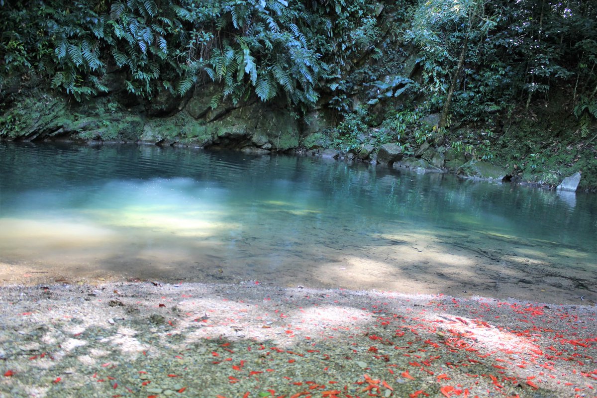 TourismTriniLtd's tweet photo. Contact: Nature Seekers at 668-7337, 223-5713
Email: natureseekers@gmail.com or abigailbobb@natureseekers.org
#sweetsweettrinidad #mermaidpool #outdoors #natureseekers https://t.co/5EffFzKkkA