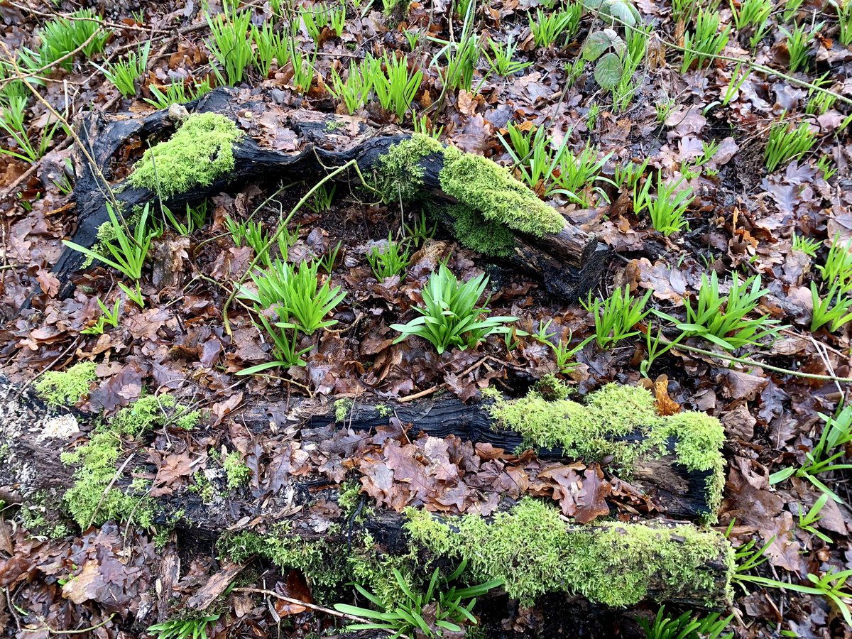 The bluebells are racing skywards and the badgers have a new front door.
