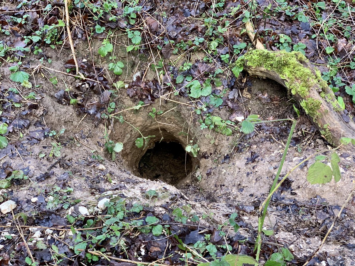 The bluebells are racing skywards and the badgers have a new front door.