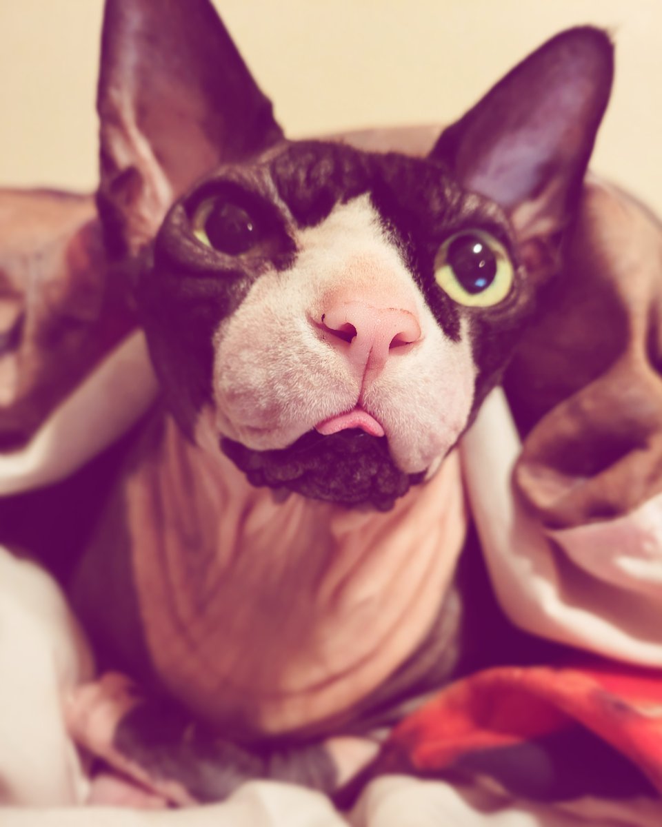 Rupert Digby von Beauregard tweet media