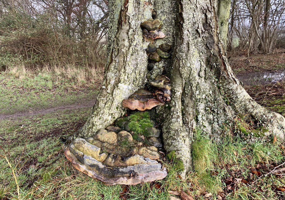 I wonder how old the bracket fungus is on this ancient beech tree? It’s as if the tree has grown a thickened toenail. The patterns & colours are just stunning.