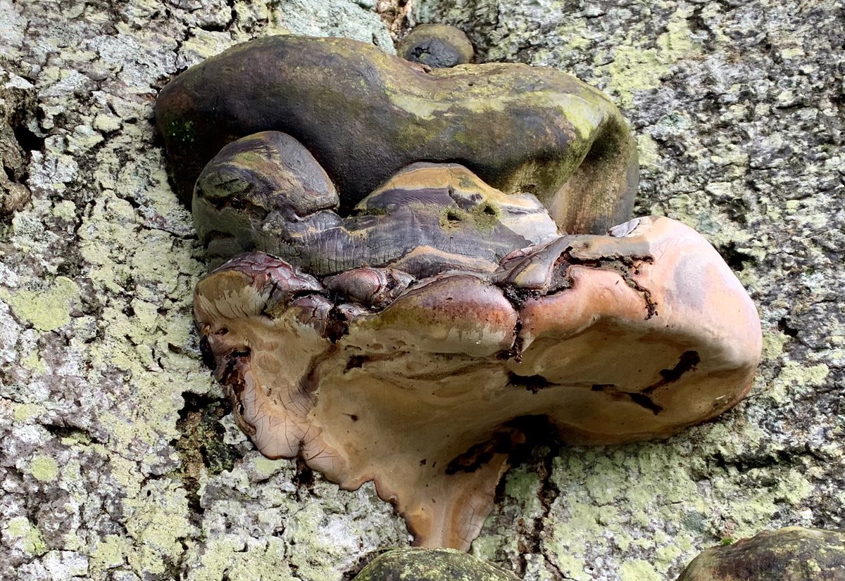 I wonder how old the bracket fungus is on this ancient beech tree? It’s as if the tree has grown a thickened toenail. The patterns & colours are just stunning.