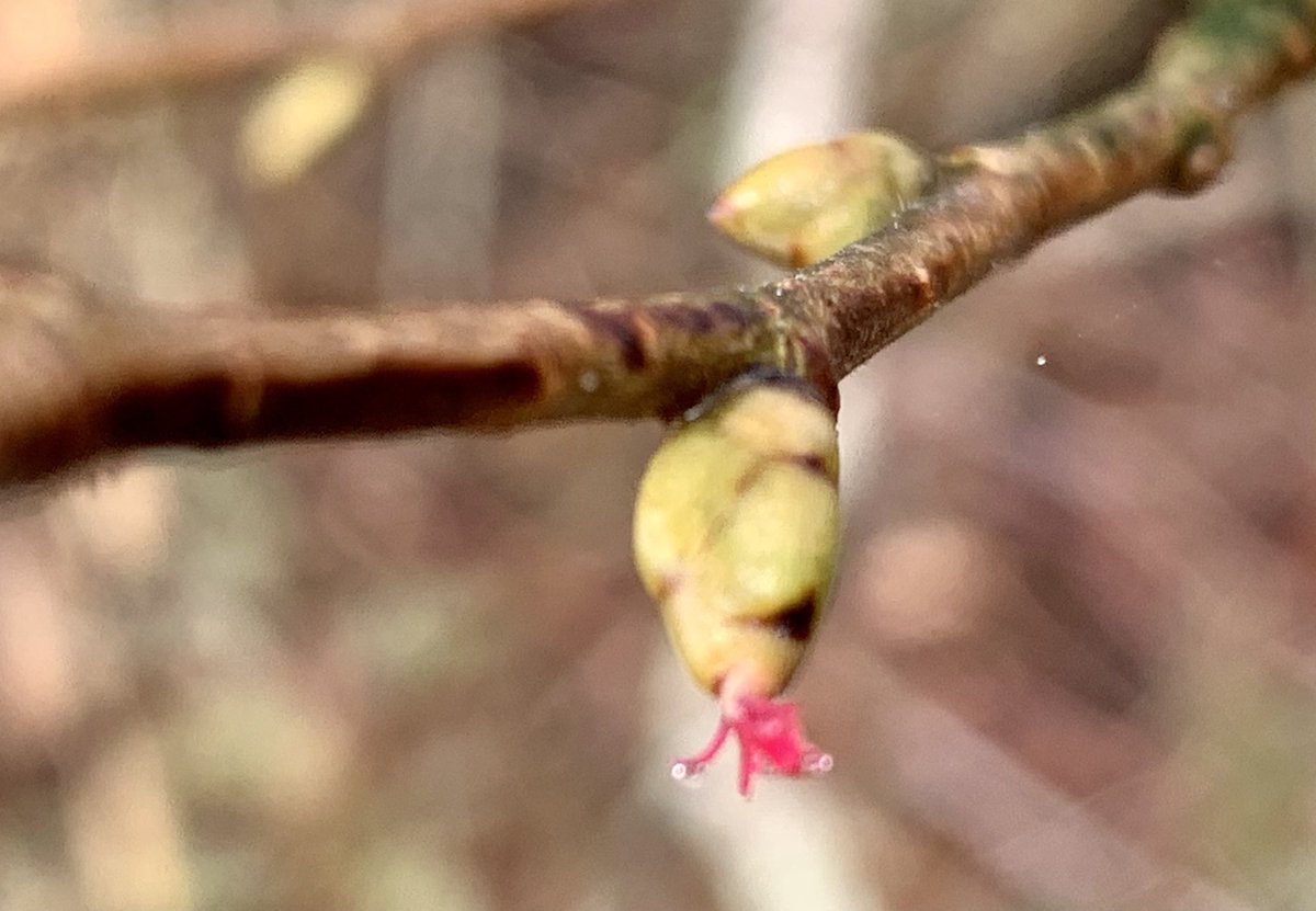 But we now have blue skies. And I found a tiny (rather poorly focused) hazel flower. Some of the hazel buds are beginning to unfurl. Spring will arrive.