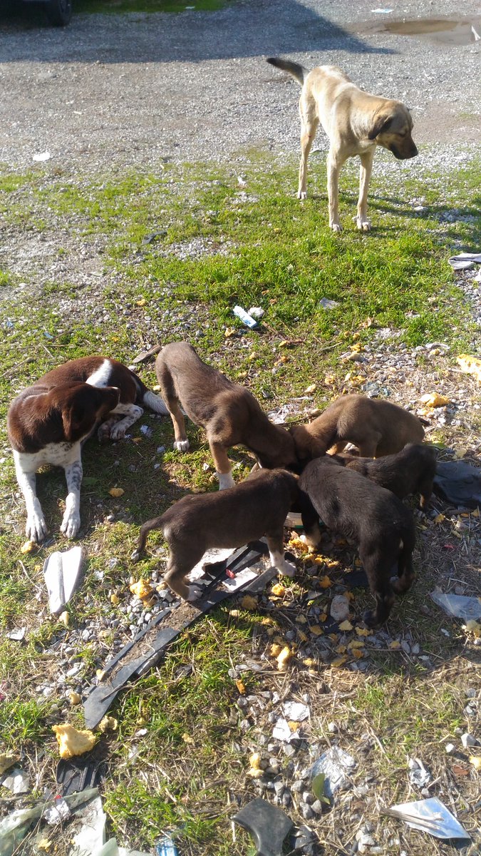 sedatt3571's tweet photo. Dünya Tatlıları için; https://t.co/HCIYEsljpn linkine tıklayarak bize bütçenize göre mama desteği sağlayabilirsiniz. 🙏🐾🐱🐶

#satınalmasahiplen
#AdoptDontShop 
#birkapsubirkapmama
#donate 
#straydogs 
#MAMA https://t.co/PR1uWWFTZi