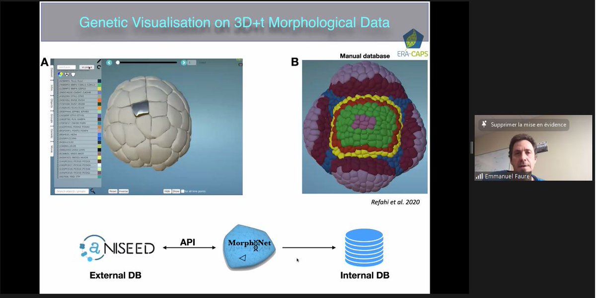 Fr_BioImaging's tweet photo. Do you know #MorphoNet? It's a morphodynamic browser to interactively visualize complex #4Dimage datasets coupled with genetic data
πThank you @FaureEmmanuel3 from @lirmm_ and @Fr_BioImaging Montpellier Node for presenting this amazing tool!
π@MorphoTweet https://t.co/whN1WRIZLB