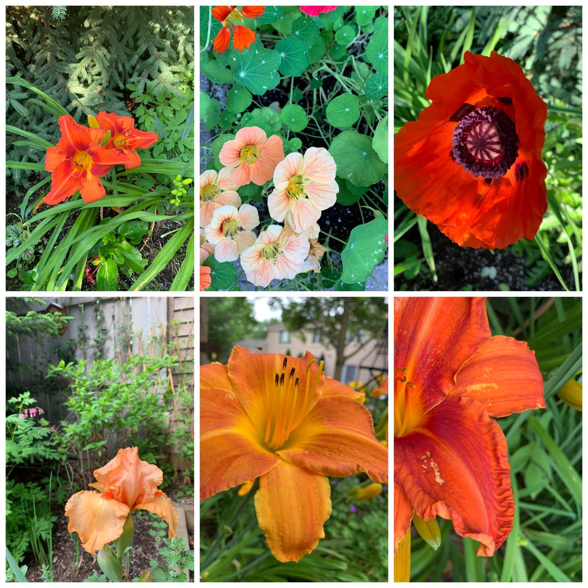 foggiette's tweet photo. #PicFrame #flowers on Friday Warm color for a cold, snowy morning https://t.co/hloFNwoePP
