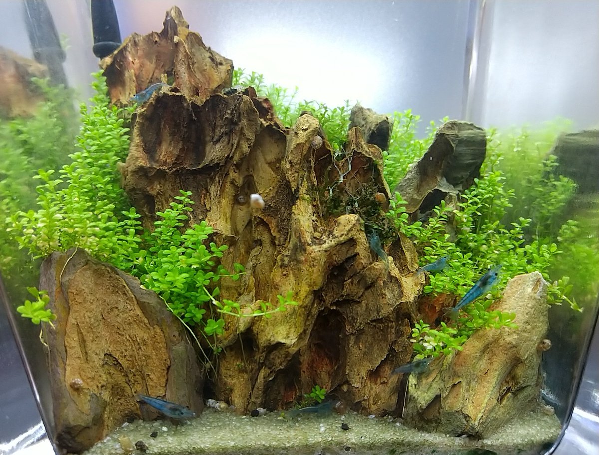 キューバパールグラス