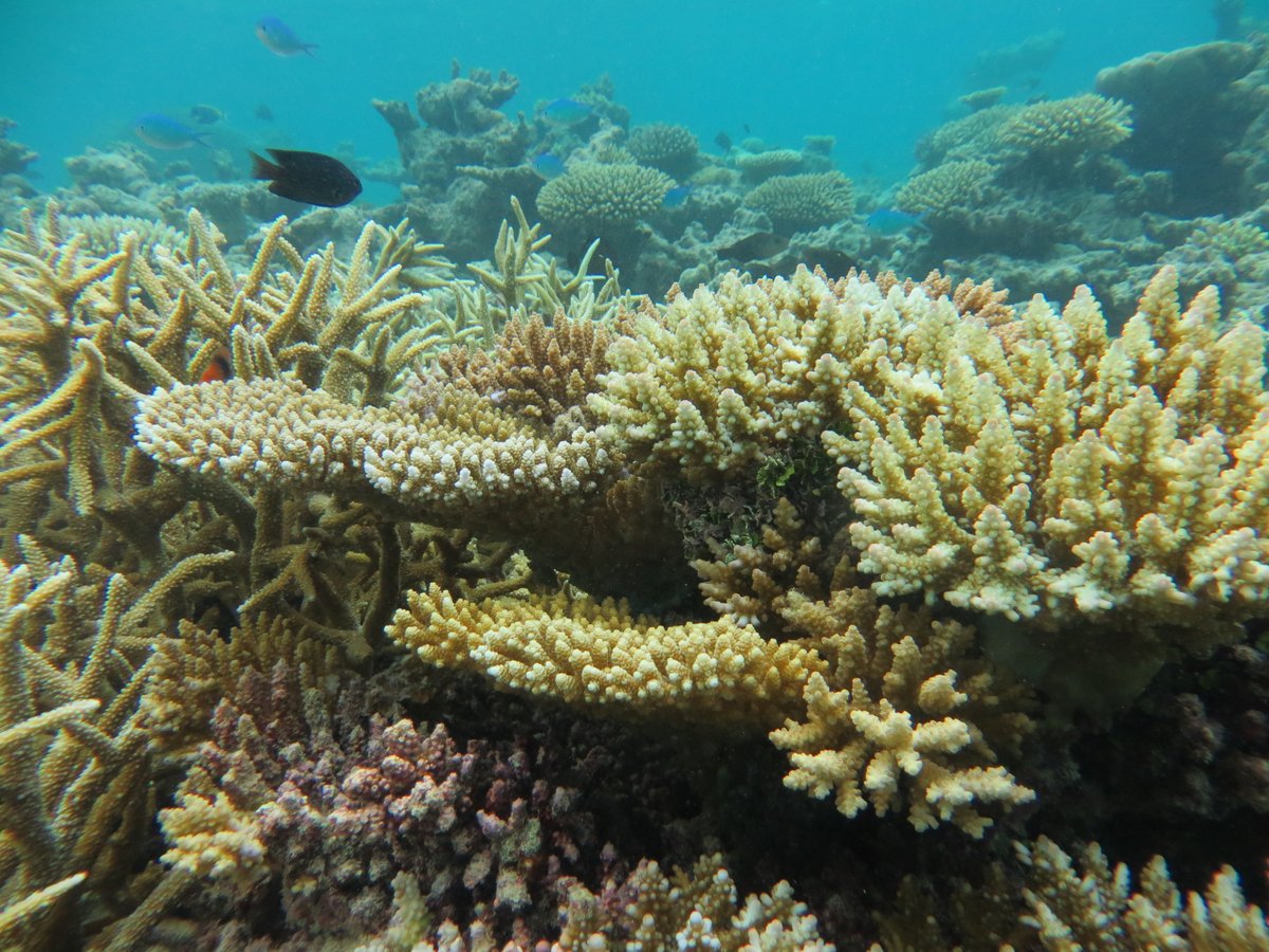 MUInitiative's tweet photo. We are excited to announce that we have started a study looking into Acropora species spawning in Laamu to better understand the coral species' diversity, spawning, and settlement. 
We will be posting an #AcroporaOfTheWeek every Friday. Stay tuned for more updates!
#HappyFriday https://t.co/mfcS9UbUx9