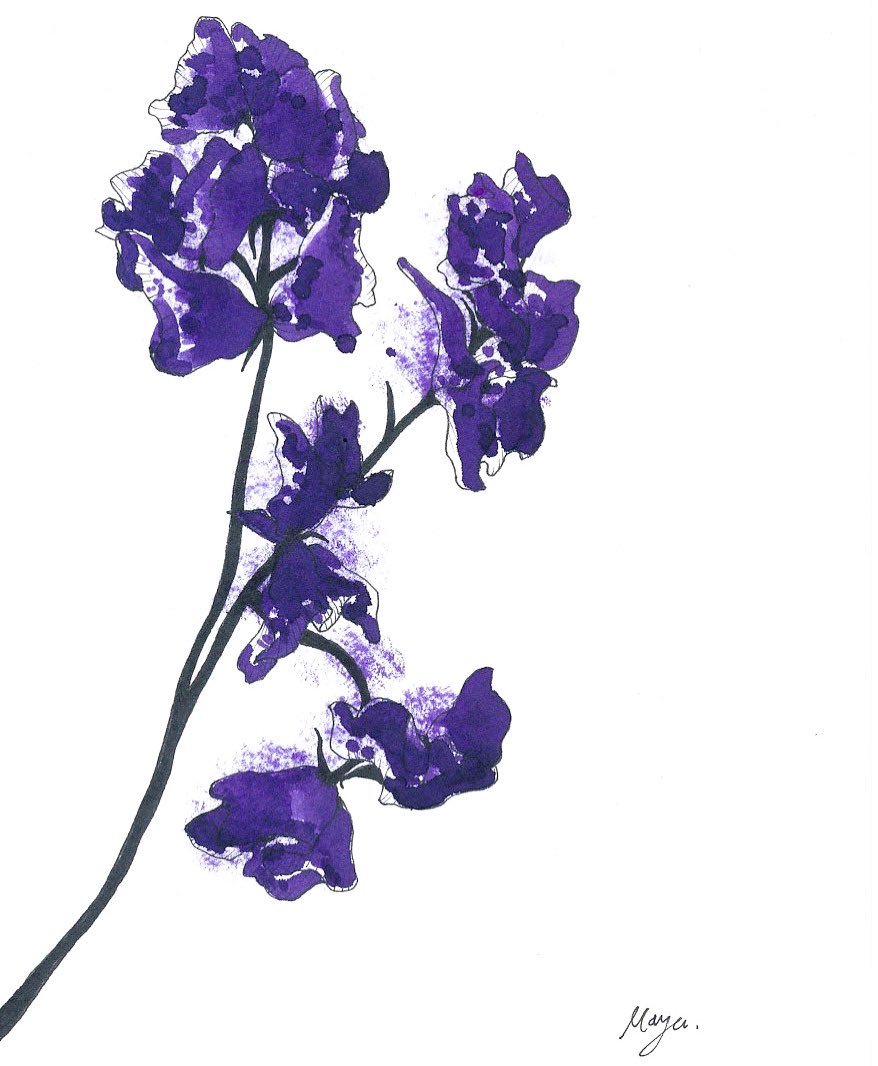 Grace of Purple - sweet pea- / スイートピー

#drawing #drawingoftheday  #sweetpea #flowerdrawing #tulips #illustration #illustgram #doodle #inkdrawing #flowerinspiration #ranunculus #일러스트 #드로잉 
#girlillustration  #imaginary_art_ #イラスト #花イラスト #スイートピー
