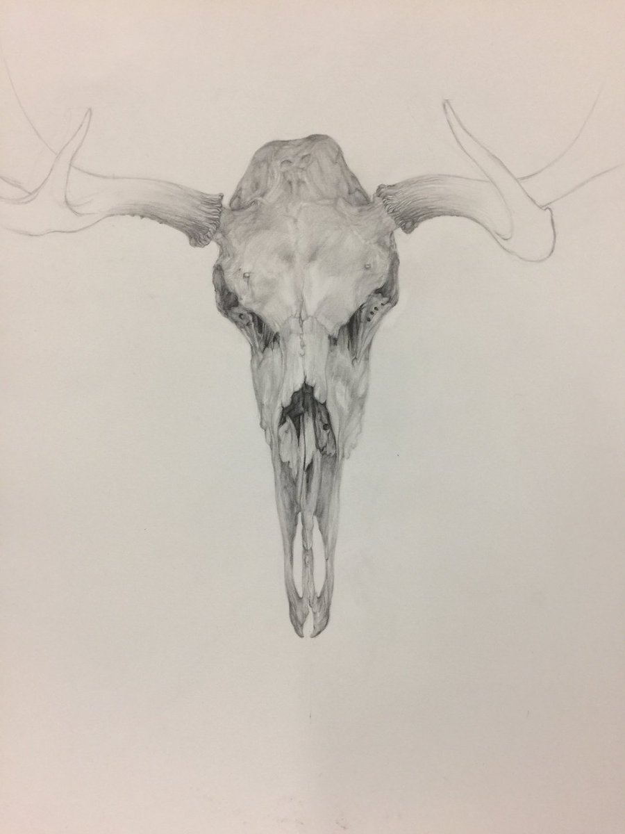 OdileKidd's tweet photo. This is a skeleton of a moose or an elk if you prefer. Part of my pre lockdown collaborative work with principal curator of Mammals ⁦@NHM_London⁩ https://t.co/h9Gv5yzh1b