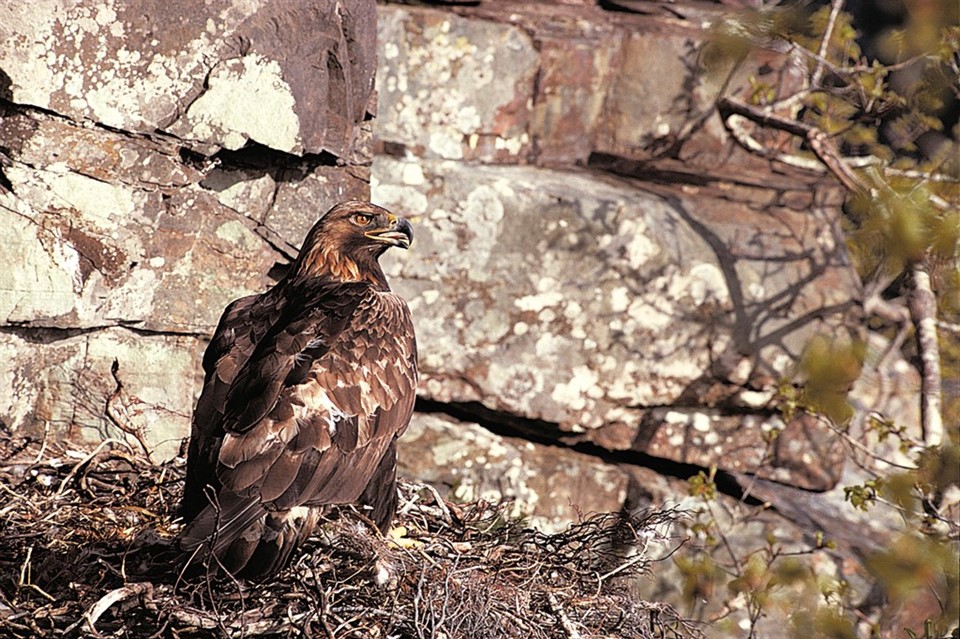RSPB Science (@rspbscience) on Twitter photo Study shows where birds would exist without human activity in research that could help set #conservation priorities
Paper bit.ly/3iMh7mM
Blog bit.ly/2YaRhQf #ornithology <a href="/_the_mason/">Tom Mason</a>
<a href="/KeasdenKate/">Kate Jennings π</a> <a href="/_choward/">Christine Howard</a> <a href="/CEGDurham/">CEG Durham</a> <a href="/durham_uni/">Durham University</a> <a href="/Vogelwarte_scie/">Vogelwarte_Science</a> <a href="/DurBiol/">Durham BioSciences</a> Study shows where birds would exist without human activity in research that could help set #conservation priorities
Paper bit.ly/3iMh7mM
Blog bit.ly/2YaRhQf #ornithology <a href="/_the_mason/">Tom Mason</a>
<a href="/KeasdenKate/">Kate Jennings π</a> <a href="/_choward/">Christine Howard</a> <a href="/CEGDurham/">CEG Durham</a> <a href="/durham_uni/">Durham University</a> <a href="/Vogelwarte_scie/">Vogelwarte_Science</a> <a href="/DurBiol/">Durham BioSciences</a>