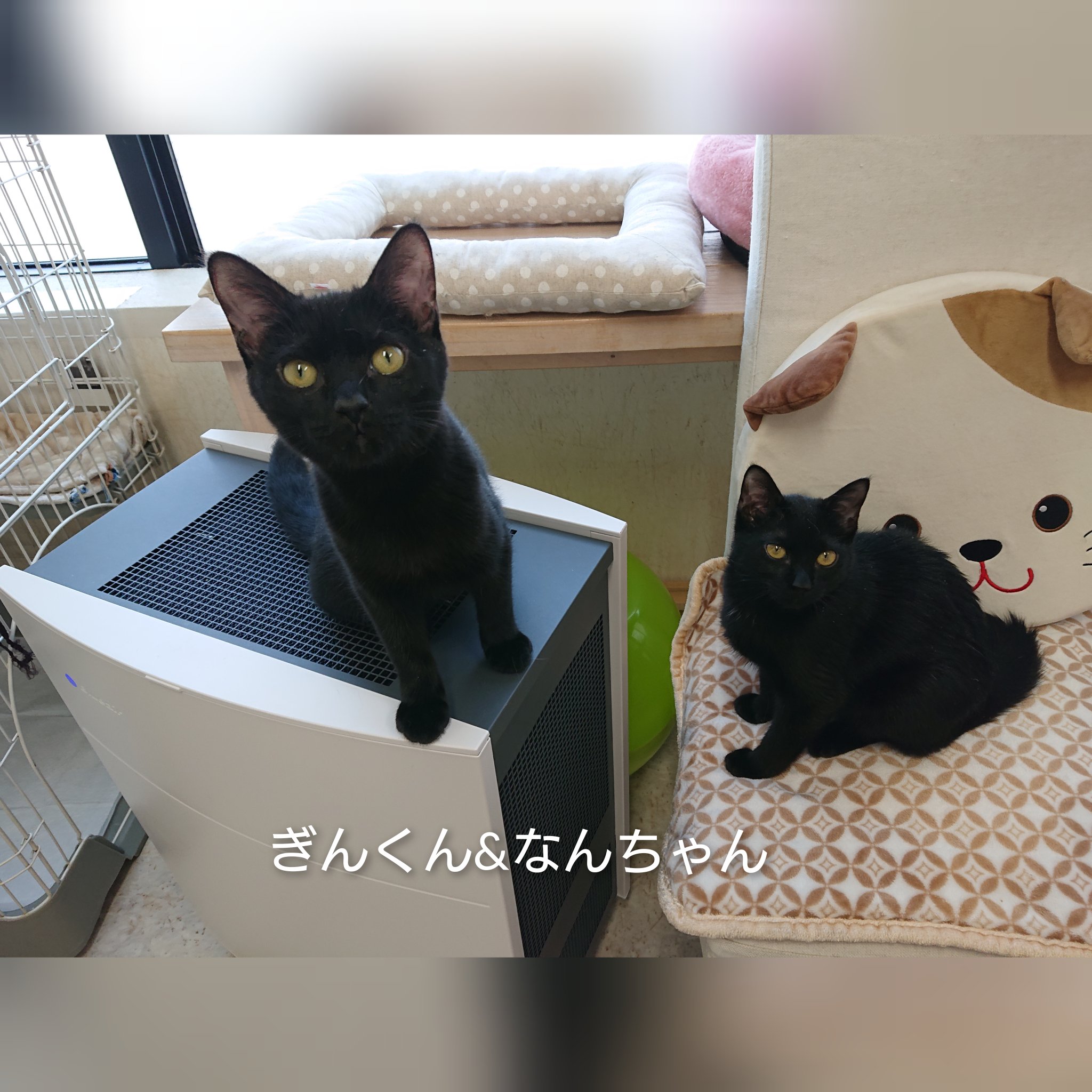 にゃんちゃんの幸せ 保護猫 Hakobuneko 猫カフェ 八王子 はこぶねこ 譲渡型猫カフェ 可愛いね T Co Dqztpqormc Twitter