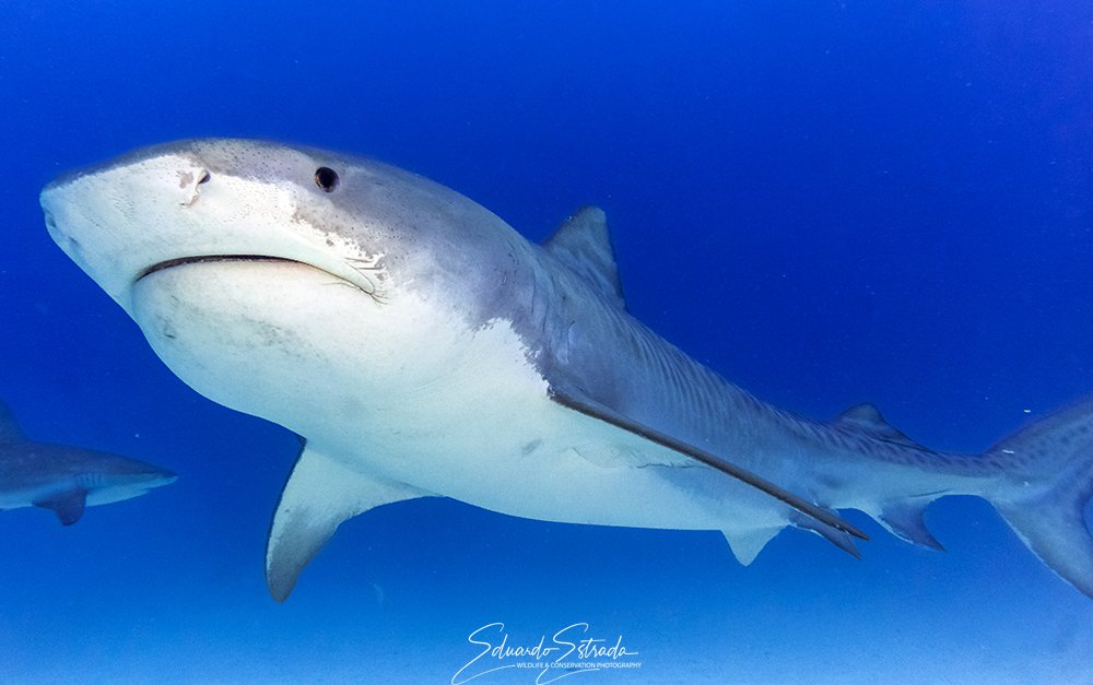 507view's tweet photo. Esta supermodelo es una Tiburón tigre (Galeocerdo cuvier) ¿Sabías que esta hermosa especie también habita en los mares de nuestro Panamá? Fotografiada durante expedición de documentación a Bahamas
#sharklover #sharkaddict @ARAP_Panama
@tvnnoticias @visitpanama @ExpedicionCoiba https://t.co/emDtcjmvWz