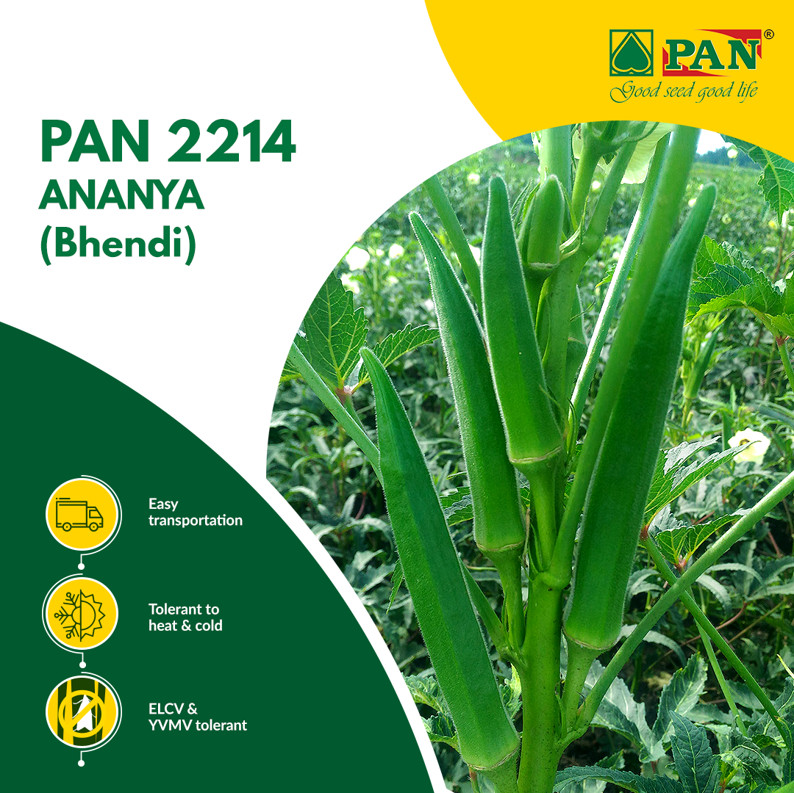 pan_seeds's tweet photo. PAN 2214 Ananya are the finest quality okra seeds that are early maturing and highly productive.
Produce the best quality Okra only with PAN 2214 Ananya.

#PANSeeds #PANAnanya #Okra #Seeds #Farming #Pan2214 #QualityFirst #PanSeedsRange #HighYield #HybridSeeds #OkraSeeds https://t.co/vCHJwl4Af0